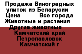 Продажа Виноградных улиток из Беларусии › Цена ­ 250 - Все города Животные и растения » Другие животные   . Камчатский край,Петропавловск-Камчатский г.